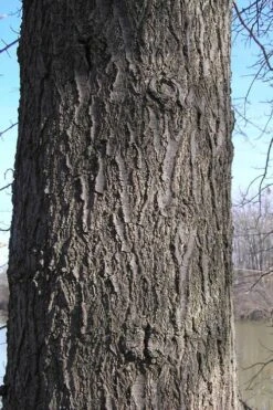 Pin Oak Tree (Quercus Palustris) - 1 Gallon Pot 17 Pin Oak Tree (Quercus Palustris) - 1 Gallon Pot -Garden Plant Shop quercus palustris pin oak bark 1