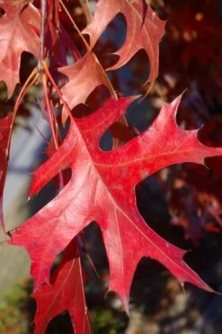 Pin Oak Tree (Quercus Palustris) - 1 Gallon Pot 15 Pin Oak Tree (Quercus Palustris) - 1 Gallon Pot -Garden Plant Shop quercus palustris pin oak leaves 1
