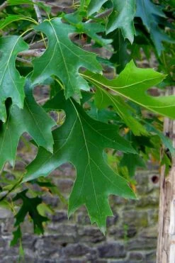 Pin Oak Tree (Quercus Palustris) - 1 Gallon Pot 14 Pin Oak Tree (Quercus Palustris) - 1 Gallon Pot -Garden Plant Shop quercus palustris pin oak leaves 2