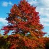 Pin Oak Tree (Quercus Palustris) - 1 Gallon Pot