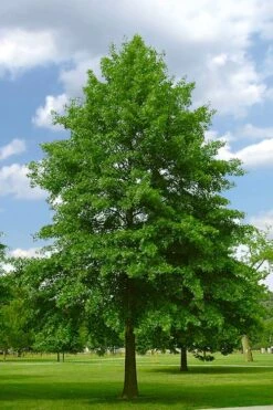 Pin Oak Tree (Quercus Palustris) - 1 Gallon Pot 12 Pin Oak Tree (Quercus Palustris) - 1 Gallon Pot -Garden Plant Shop quercus palustris pin oak tree 2
