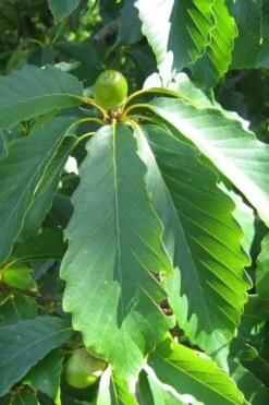 Chestnut Oak Tree (Quercus Prinus) - 1 Gallon Pot 12 Chestnut Oak Tree (Quercus Prinus) - 1 Gallon Pot -Garden Plant Shop quercus prinus northern chestnut oak leaves 2