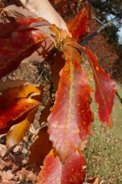 Chestnut Oak Tree (Quercus Prinus) - 1 Gallon Pot 13 Chestnut Oak Tree (Quercus Prinus) - 1 Gallon Pot -Garden Plant Shop quercus prinus northern chestnut oak leaves fall 2