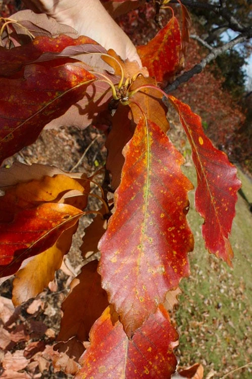 Chestnut Oak Tree (Quercus Prinus) - 1 Gallon Pot 6 Chestnut Oak Tree (Quercus Prinus) - 1 Gallon Pot - Image 6