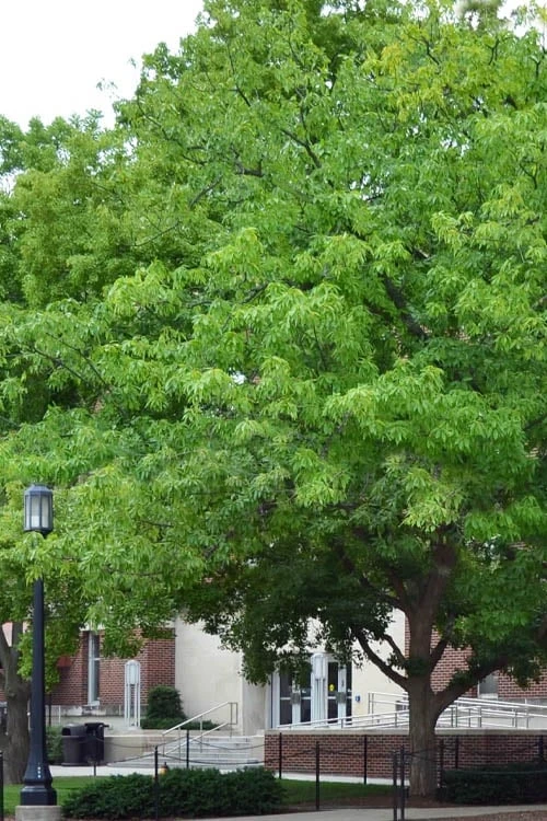 Chestnut Oak Tree (Quercus Prinus) - 1 Gallon Pot 1 Chestnut Oak Tree (Quercus Prinus) - 1 Gallon Pot