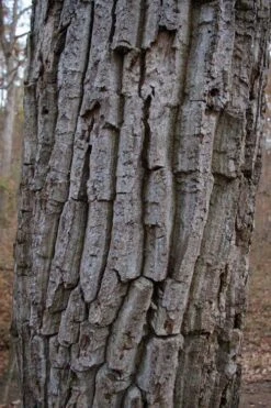 Chestnut Oak Tree (Quercus Prinus) - 1 Gallon Pot 15 Chestnut Oak Tree (Quercus Prinus) - 1 Gallon Pot -Garden Plant Shop quercus prinus northern chestnut oak tree bark 2