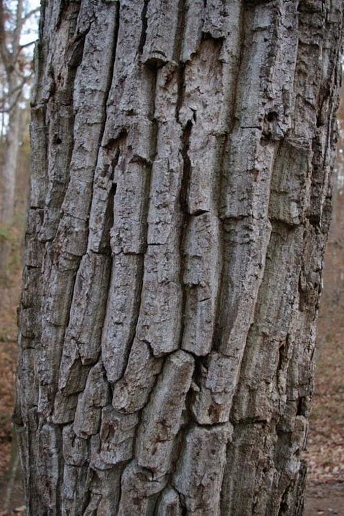 Chestnut Oak Tree (Quercus Prinus) - 1 Gallon Pot 8 Chestnut Oak Tree (Quercus Prinus) - 1 Gallon Pot - Image 8
