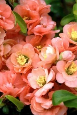 Cameo Flowering Quince - 1 Gallon Pot -Garden Plant Shop quince cameo bloom 1
