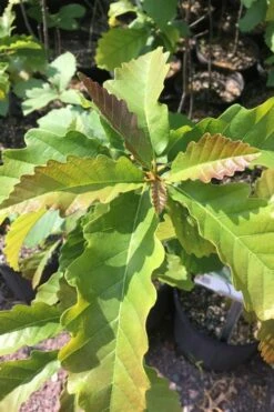 Chestnut Oak Tree (Quercus Prinus) - 1 Gallon Pot 11 Chestnut Oak Tree (Quercus Prinus) - 1 Gallon Pot -Garden Plant Shop qurcus prinus northern chestnut oak 1