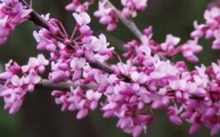 Eastern Redbud - 3 Gallon Pot 9 Eastern Redbud - 3 Gallon Pot -Garden Plant Shop redbud Eastern Tree Flowers 2