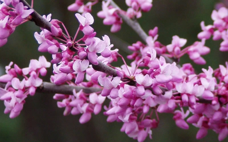 Eastern Redbud - 2 Gallon Pot 4 Eastern Redbud - 2 Gallon Pot - Image 4