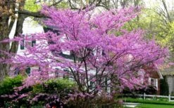 Eastern Redbud - 3 Gallon Pot 11 Eastern Redbud - 3 Gallon Pot -Garden Plant Shop redbud Eastern Tree In Bloom 2