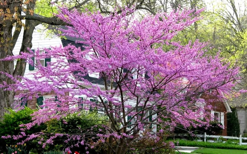 Eastern Redbud - 3 Gallon Pot 6 Eastern Redbud - 3 Gallon Pot - Image 6