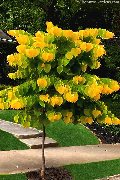 The Rising Sun Redbud Tree - 5 Gallon Pot 4 The Rising Sun Redbud Tree - 5 Gallon Pot - Image 4