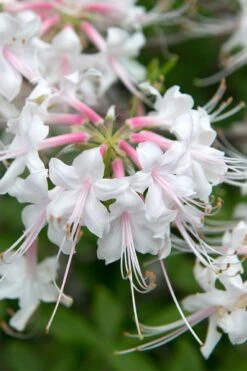 White Alabama Native Azalea (Rhododendron Alabamense) - 3 Gallon Pot -Garden Plant Shop rhododendron alabamense alabama native azalea 3