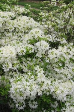White Alabama Native Azalea (Rhododendron Alabamense) - 3 Gallon Pot -Garden Plant Shop rhododendron alabamense alabama native azalea 6