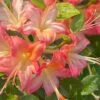 Anne Marie Native Azalea (Rhododendron) - 3 Gallon Pot