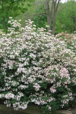 Coastal Azalea (Rhododendron Atlanticum) - 3 Gallon Pot 10 Coastal Azalea (Rhododendron Atlanticum) - 3 Gallon Pot -Garden Plant Shop rhododendron atlanticum coastal azalea 1