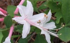 Coastal Azalea (Rhododendron Atlanticum) - 3 Gallon Pot 11 Coastal Azalea (Rhododendron Atlanticum) - 3 Gallon Pot -Garden Plant Shop rhododendron atlanticum coastal azalea 8