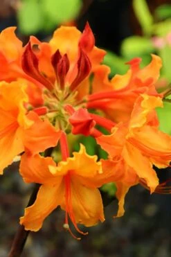 Andrew J. Boike Alabama Flame Native Azalea Azalea - 3 Gallon Pot 9 Andrew J. Boike Alabama Flame Native Azalea Azalea - 3 Gallon Pot -Garden Plant Shop rhododendron austrinum andrew j boike native azalea 5
