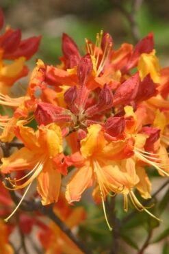 Florida Flame Native Azalea (Rhododendron Austrinum) - 3 Gallon Pot -Garden Plant Shop rhododendron austrinum florida flame native azalea 5