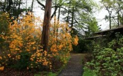 Florida Flame Native Azalea (Rhododendron Austrinum) - 3 Gallon Pot -Garden Plant Shop rhododendron austrinum florida flame native azalea 8