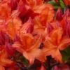 Mooshatanio Native Azalea (Rhododendron X Austrinum) - 3 Gallon Pot