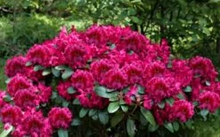 Besse Howells Rhododendron - 3 Gallon Pot -Garden Plant Shop rhododendron besse howells 6