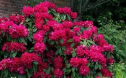 Besse Howells Rhododendron - 3 Gallon Pot -Garden Plant Shop rhododendron besse howells 7