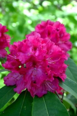 Besse Howells Rhododendron - 3 Gallon Pot -Garden Plant Shop rhododendron besse howells 8