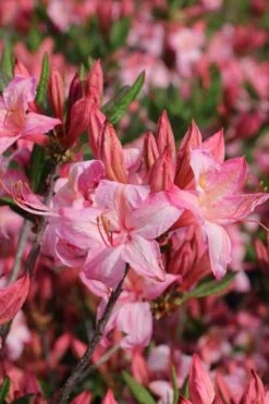 Candy Lights Cold Hardy Azalea (Rhododendron) - 3 Gallon Pot -Garden Plant Shop rhododendron candy lights azalea 10