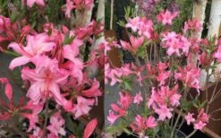 Candy Lights Cold Hardy Azalea (Rhododendron) - 3 Gallon Pot -Garden Plant Shop rhododendron candy lights azalea 11
