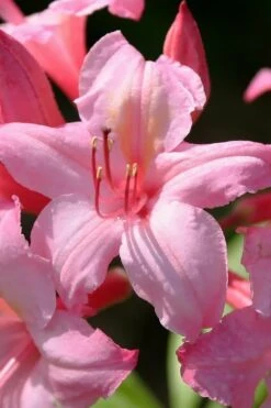 Candy Lights Cold Hardy Azalea (Rhododendron) - 3 Gallon Pot -Garden Plant Shop rhododendron candy lights azalea 7