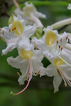 Coleman's Native Azalea (Rhododendron Colemanii 'Multiflora') - 3 Gallon Pot -Garden Plant Shop rhododendron colemanii multiflora colemans native azalea 1