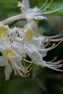 Coleman's Native Azalea (Rhododendron Colemanii 'Multiflora') - 3 Gallon Pot -Garden Plant Shop rhododendron colemanii multiflora colemans native azalea 2