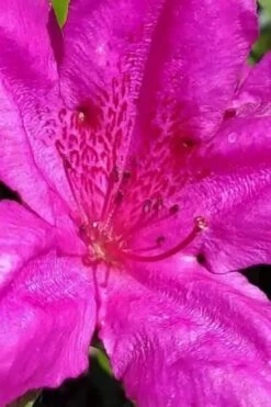 Congo Purple Azalea - 3 Gallon Pot -Garden Plant Shop rhododendron congo robin hill hybrid azalea 1