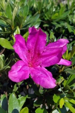 Congo Purple Azalea - 3 Gallon Pot -Garden Plant Shop rhododendron congo robin hill hybrid azalea 3