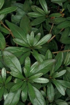 Congo Purple Azalea - 3 Gallon Pot -Garden Plant Shop rhododendron congo robin hill hybrid azalea 4