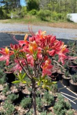 Cotton Candy Native Azalea (Rhododendron) - 3 Gallon Pot -Garden Plant Shop rhododendron cotton candy native azalea 1