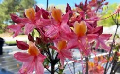 Cotton Candy Native Azalea (Rhododendron) - 3 Gallon Pot -Garden Plant Shop rhododendron cotton candy native azalea 5