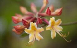 Millie Mac Native Azalea (Rhododendron) - 3 Gallon Pot 11 Millie Mac Native Azalea (Rhododendron) - 3 Gallon Pot -Garden Plant Shop rhododendron millie mac native azalea 10