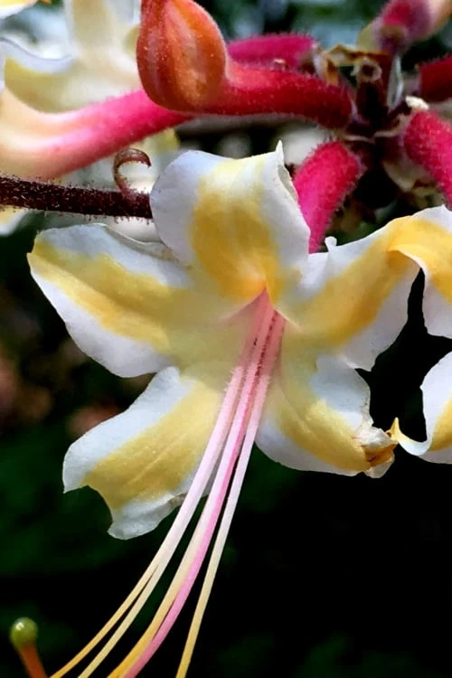 Millie Mac Native Azalea (Rhododendron) - 3 Gallon Pot 1 Millie Mac Native Azalea (Rhododendron) - 3 Gallon Pot