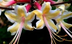 Millie Mac Native Azalea (Rhododendron) - 3 Gallon Pot 9 Millie Mac Native Azalea (Rhododendron) - 3 Gallon Pot -Garden Plant Shop rhododendron millie mac native azalea 15