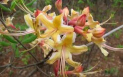 Millie Mac Native Azalea (Rhododendron) - 3 Gallon Pot 10 Millie Mac Native Azalea (Rhododendron) - 3 Gallon Pot -Garden Plant Shop rhododendron millie mac native azalea 2