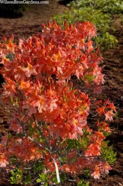 Pat Ryan Aromi Azalea (Rhododendron Hybrid) - 1 Gallon Pot -Garden Plant Shop rhododendron pat ryan native azalea 104 1