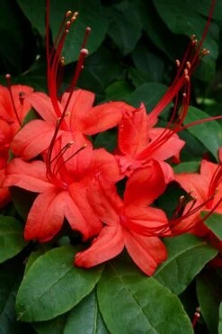 Plum Leaf Native Azalea (Rhododendron Prunifolium) - 3 Gallon Pot -Garden Plant Shop rhododendron prunifolium plum leaf azalea 3