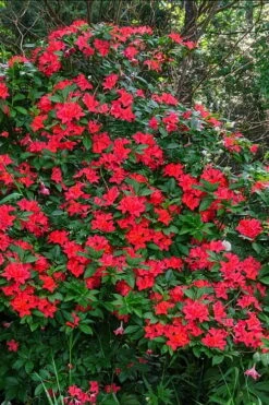 Plum Leaf Native Azalea (Rhododendron Prunifolium) - 3 Gallon Pot -Garden Plant Shop rhododendron prunifolium plum leaf azalea 5