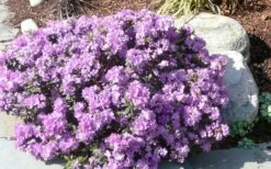 Purple Gem Dwarf Rhododendron - 1 Gallon Pot -Garden Plant Shop rhododendron purple gem 1