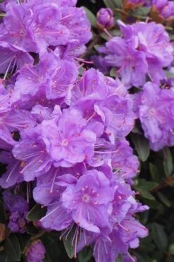 Purple Gem Dwarf Rhododendron - 1 Gallon Pot -Garden Plant Shop rhododendron purple gem 3