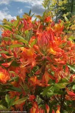 Smitty's Orange Crush Native Azalea (Rhododendron X) - 3 Gallon Pot -Garden Plant Shop rhododendron smittys orange crush native azalea 1